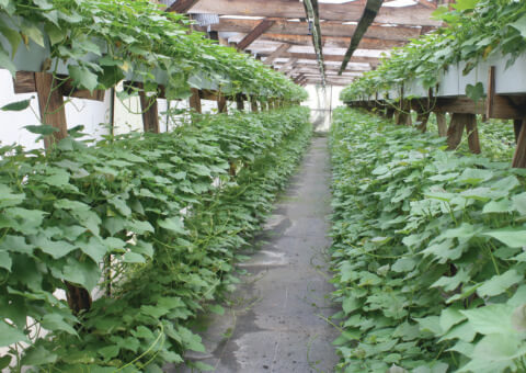 How To Grow Sweetpotatoes North Carolina Sweetpotatoes,Black Rose Meaning In Hindi