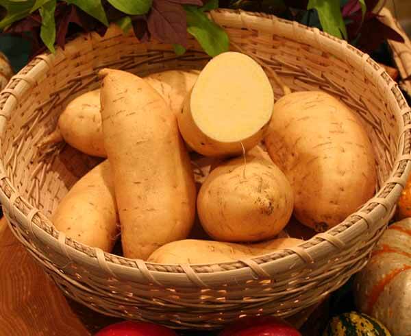 Types of Sweetpotatoes North Carolina SweetPotatoes